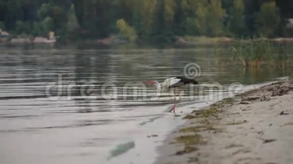 鹤鸟从河里喝水视频的预览图