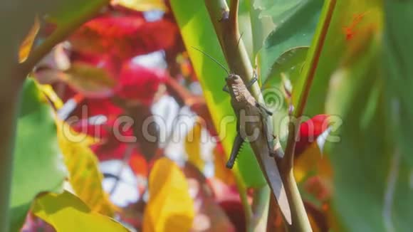 一只大螳螂停留在植物茎上视频的预览图