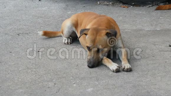 无家可归的狗躺在一条城市街道上人们经过却没有注意到狗视频的预览图