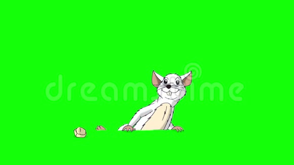 白鼠爬出来吃奶酪动画Chroma键视频的预览图