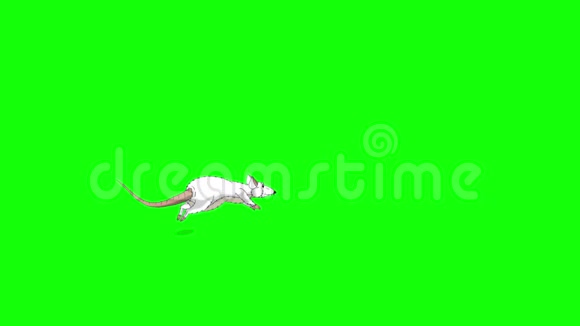 白鼠来回跳跃动画色度键视频的预览图