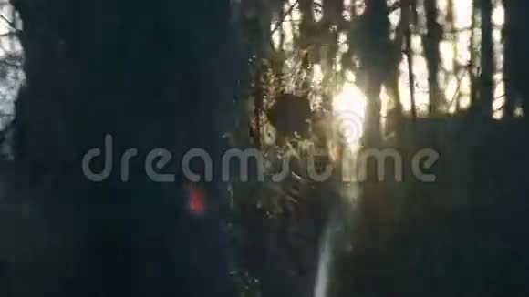 阳光透过树叶照耀彩色光线和眩光视频的预览图