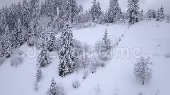 飞越雪山针叶林恶劣的霜冻天气视频的预览图