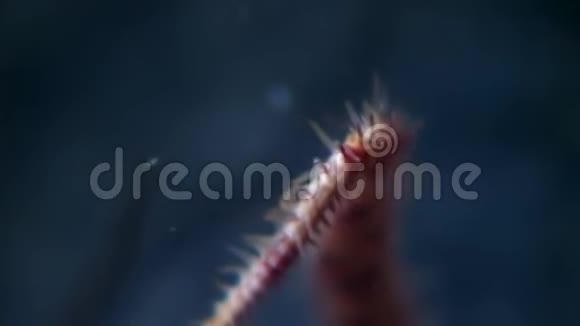 海星的针和触须靠近白海海底视频的预览图