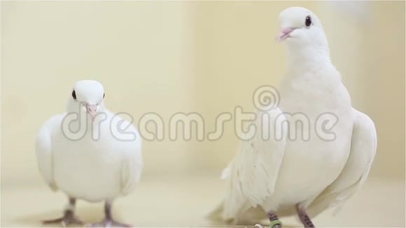 站在一张白色桌子上的几只白鸽视频的预览图
