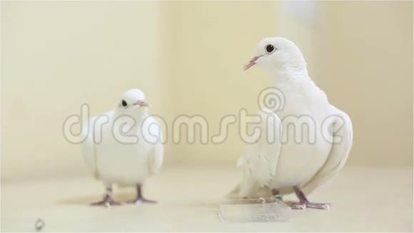 一个有趣的白鸽家族在一张白色的桌子上环顾四周视频的预览图