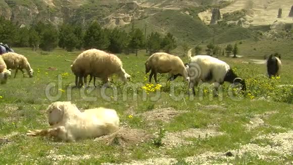 草地羊群高清1080i视频的预览图