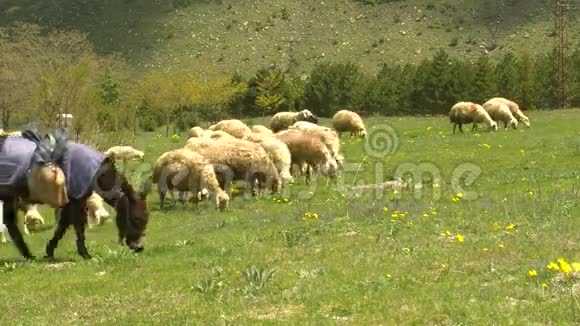草地羊群高清1080i视频的预览图