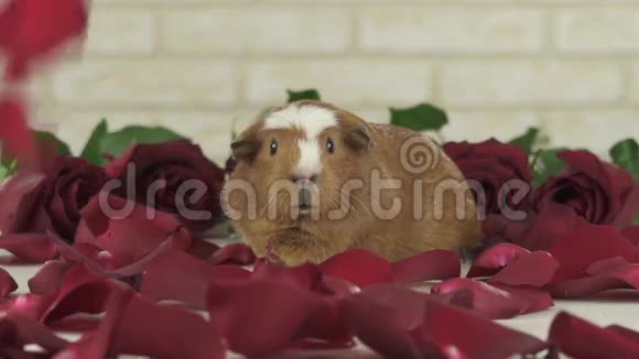 红玫瑰花瓣落入豚鼠品种黄金美国克雷斯特慢动作股票录像视频的预览图