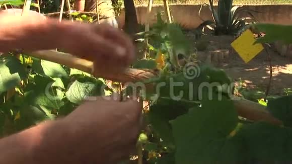 园丁把黄瓜植物绑起来视频的预览图