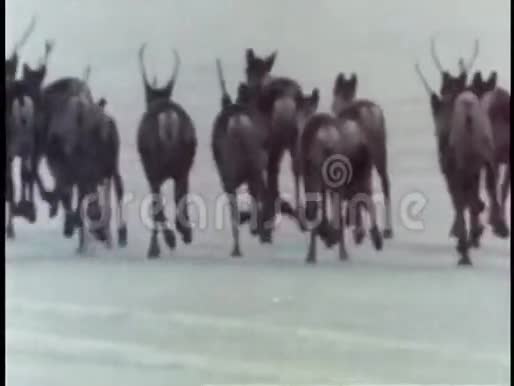 驯鹿群逃跑后景视频的预览图