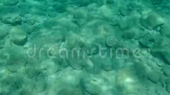 欧洲鲈鱼海鲈鲈鱼视频的预览图