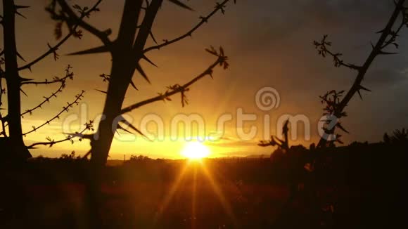 神奇的时光流逝夕阳穿过荆棘树枝覆盖乡村视频的预览图