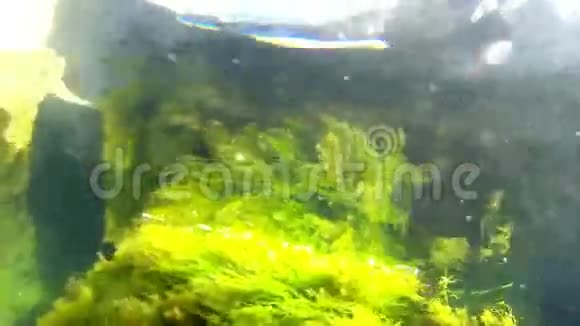 阿尔加水下景观视频的预览图