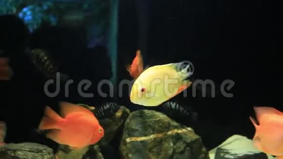 热带鱼红色鳕鱼视频的预览图