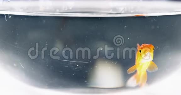 金鱼在鱼缸里游泳视频的预览图
