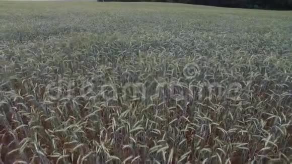 田间的谷物种植视频的预览图