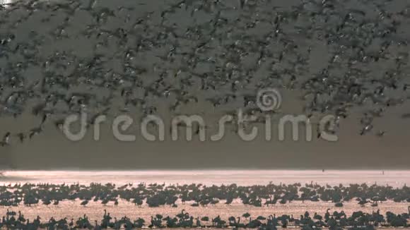 慢动作雪雁迁徙视频的预览图