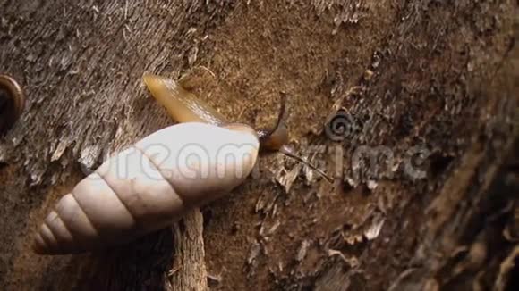 在树皮上爬行的天蛾软体动物视频的预览图