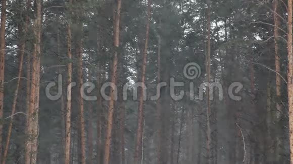松林中降雪视频的预览图