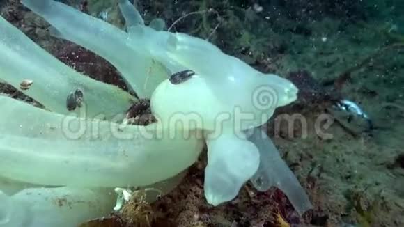 巴伦支海海底的白色海绵视频的预览图