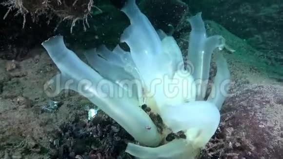 巴伦支海海底的白色海绵视频的预览图
