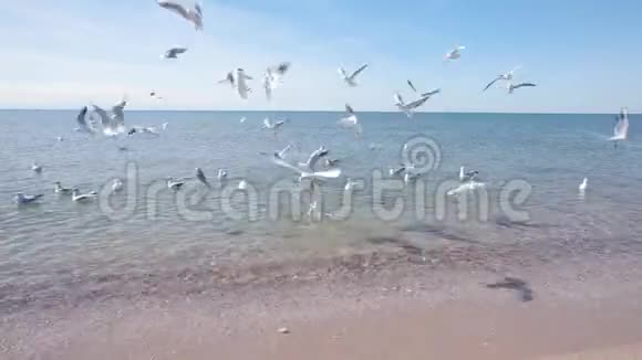 一群海鸥在沙滩上飞翔海鸥在沙滩上飞过水面视频的预览图