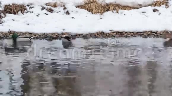 一群鸭子在河里游泳视频的预览图