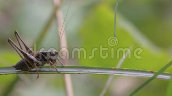 黑灌木蟋蟀鳞翅目雄性视频的预览图
