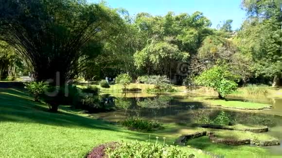 斯里兰卡Kandy的Peradeniya花园全景视频的预览图