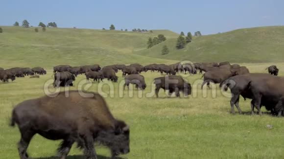 卡斯特州立公园的野牛视频的预览图