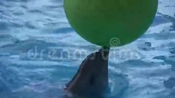 海豚玩一个大绿球视频的预览图