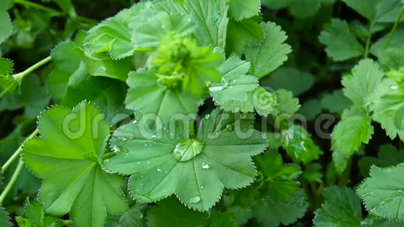 绿色紫红植物水分充足普通夫人地幔是欧洲的一种多年生草本植物关门视频的预览图