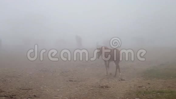 在雾中的马视频的预览图