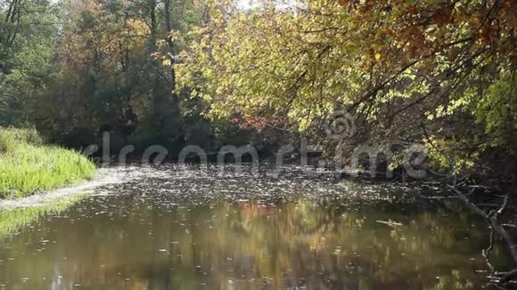 秋天的风景干叶落在河面上视频的预览图