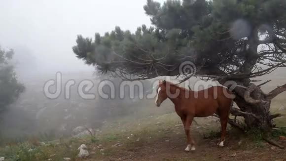 在雾中的马视频的预览图