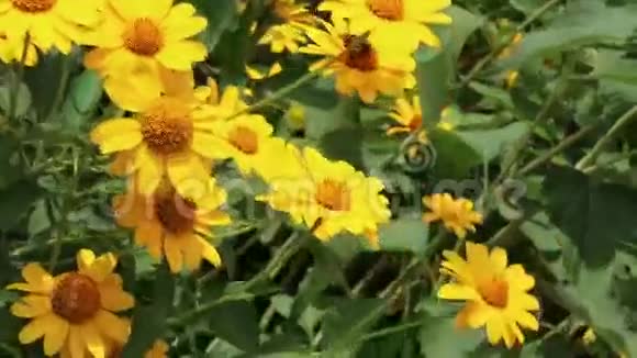 黄色灌木雏菊花视频的预览图