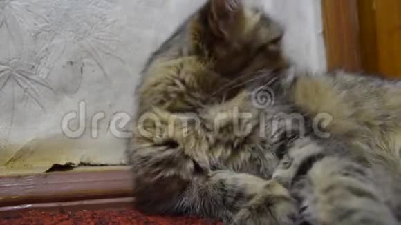 条纹猫舔着洗着家猫视频的预览图