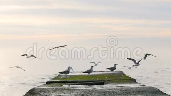 海鸥成群结队地坐着从海上的码头飞走视频的预览图