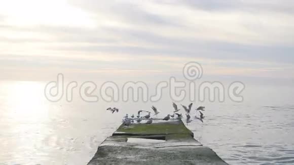 海鸥成群结队地坐着从海上的码头飞走视频的预览图