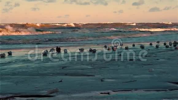 在一些白雪覆盖的地方海鸥成群结队地栖息在冰冷的冬天的沙滩上视频的预览图