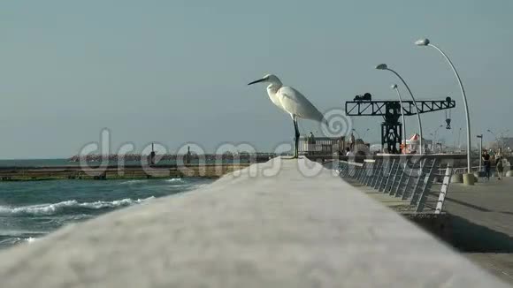 坐在桥上的大白鹭视频的预览图