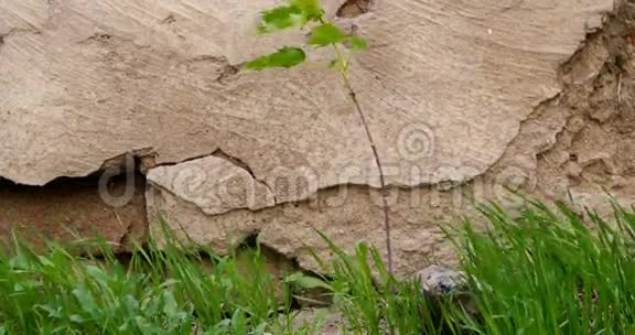 在老石墙前生长的近景植物或小树和草视频的预览图