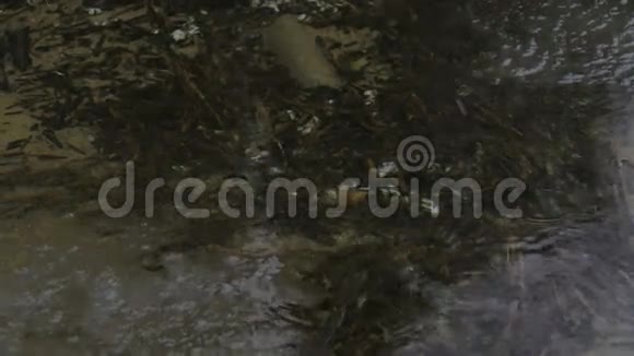 冬天的森林和飘落的雪映在水中视频的预览图