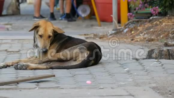 无家可归的狗躺在一条城市街道上人们经过却没有注意到狗视频的预览图