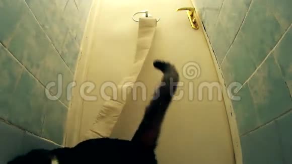 活跃猫玩卫生纸并在厕所展开它视频的预览图