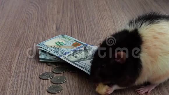 黑白老鼠吃美元的东西灰色背景视频的预览图