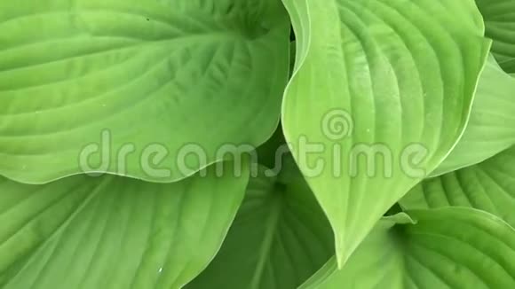 花园里植物的新鲜绿叶高清视频镜头拍摄与稳定慢动作全景视频的预览图