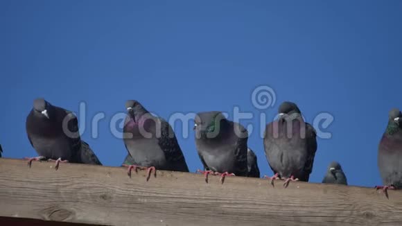 一些野鸽子的鸽子坐在房子的屋顶上鸽子鸟鸽子蓝天背景视频的预览图