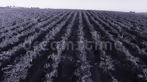 空中无人驾驶飞机观看巨大的农田葡萄园视频的预览图